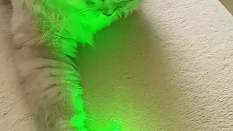 This Cat Just Can’t Resist the Laser — And It’s Hilarious!