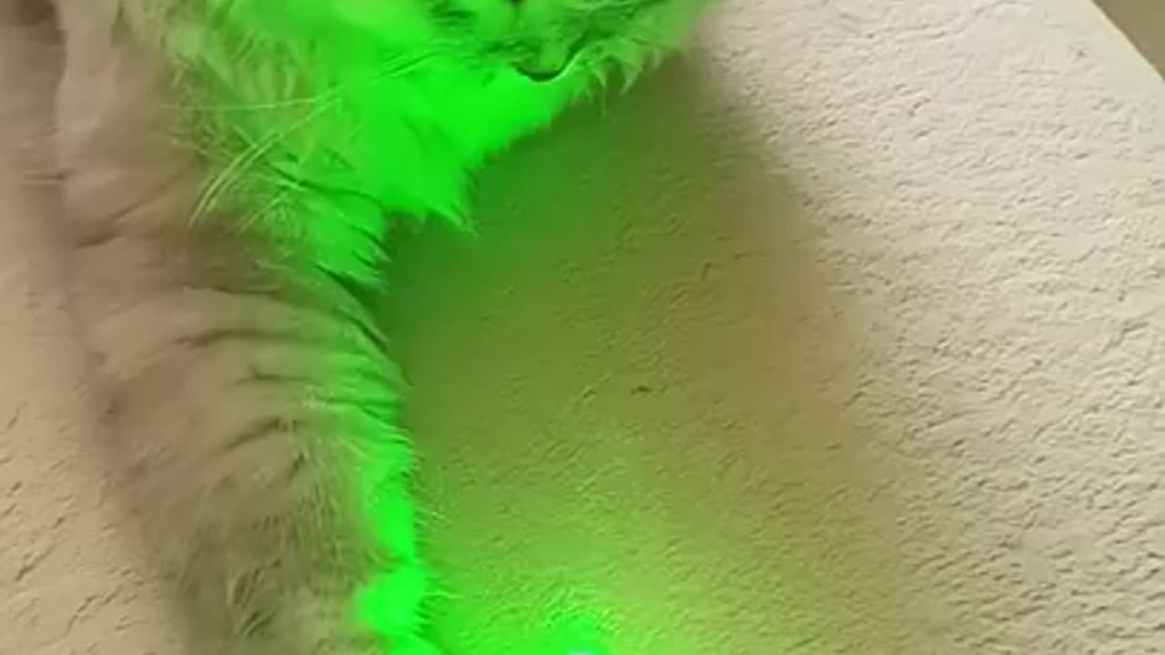 This Cat Just Can’t Resist the Laser — And It’s Hilarious!