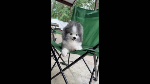 Pomeranian Goes for That Wind-Blown Look