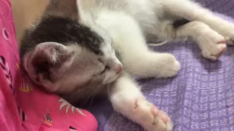 when the kitten is sleepy. how cute!
