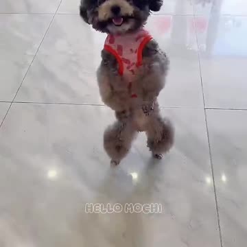 cute puppies funny moment cute overload🐶