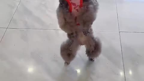 cute puppies funny moment cute overload🐶