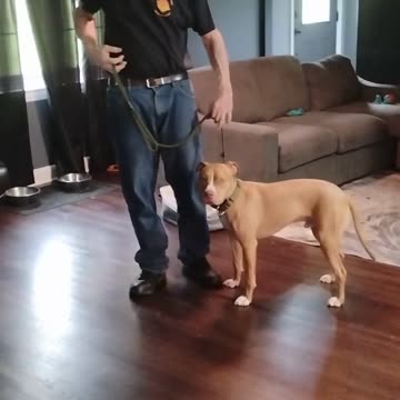 George Graduate short 1