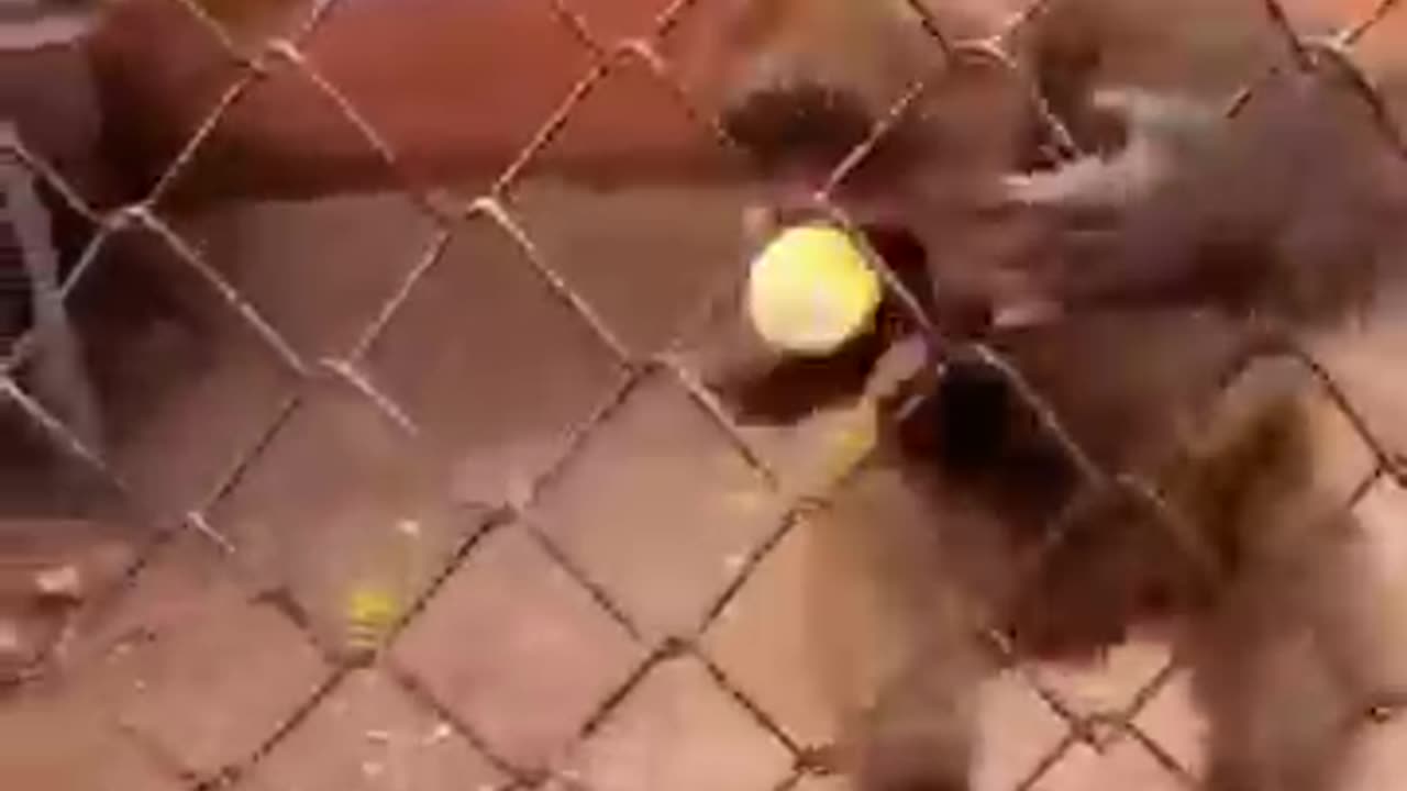 funny monkey again ~~~~~