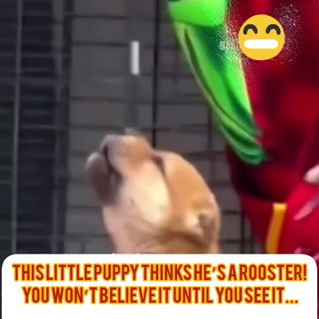 تقلید خنده‌دار توله سگ از صدای خروس Funny Puppy Imitates Rooster Crow