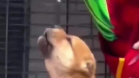 تقلید خنده‌دار توله سگ از صدای خروس Funny Puppy Imitates Rooster Crow