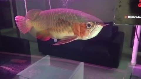 Feeding the Arowana: Dragon Fish in Action