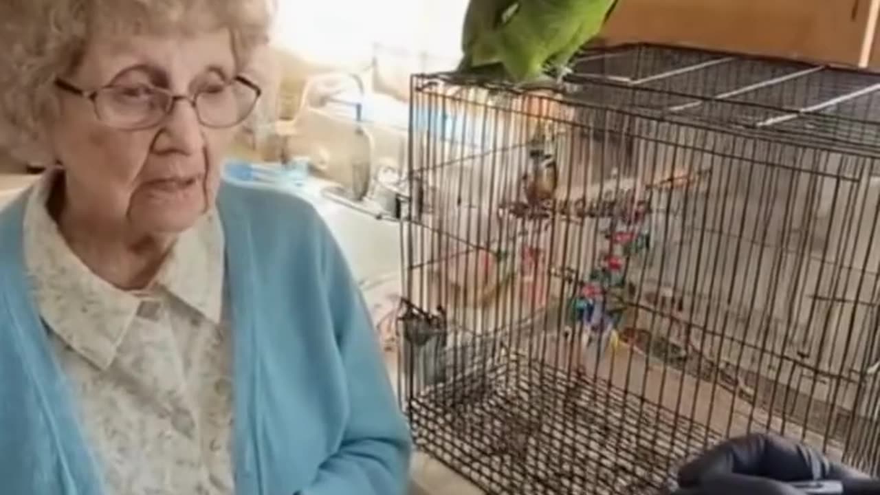 Mad the bird 2 You're going to lose it in the end 🦜🚓😂