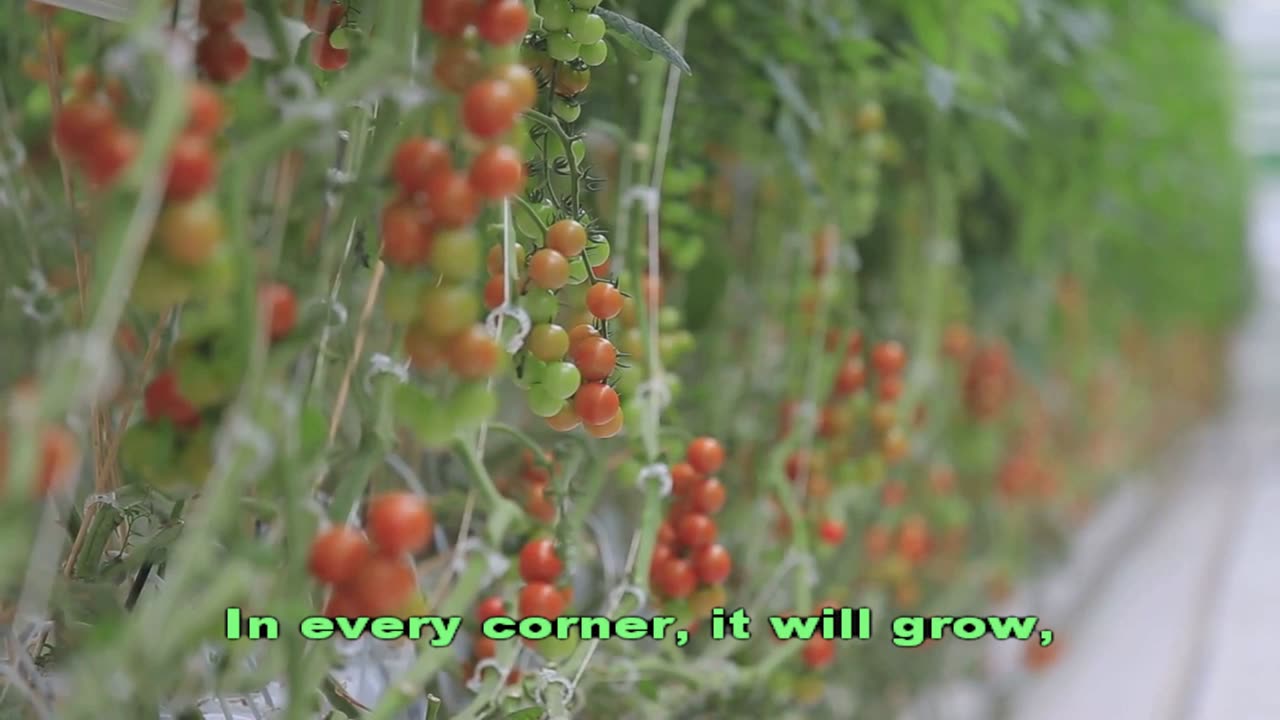 🎶 Farewell from Frutópolis 🍇 | Final Fruit Kingdom Song | SCHOOL FRUIT DAY