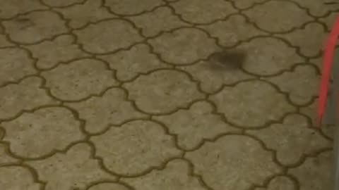 😂🌪 This Fur-nado is Unstoppable! | FunFM