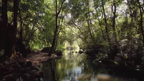 Drone footage moving backwards over a river in a forest