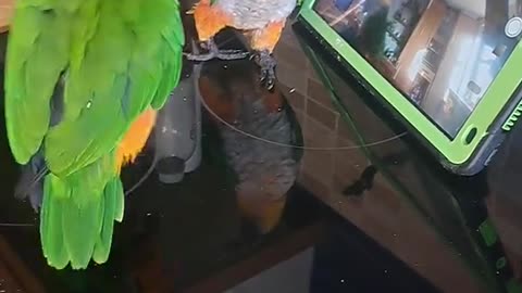 The chicken dance 🤭