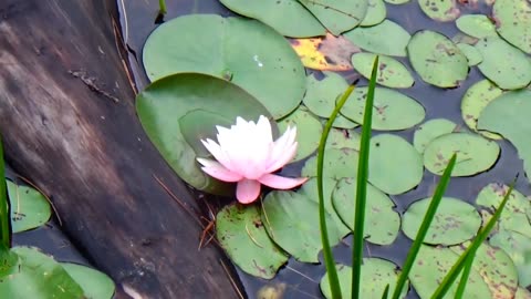 Water Lily