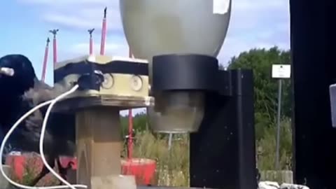 🤯✨ Watch Crows Cut 75% Of Trash! | FeedMyCuriosity