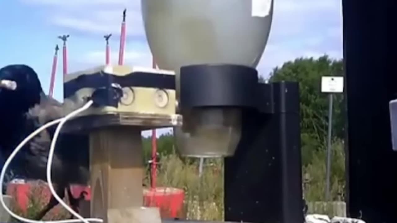 🤯✨ Watch Crows Cut 75% Of Trash! | FeedMyCuriosity