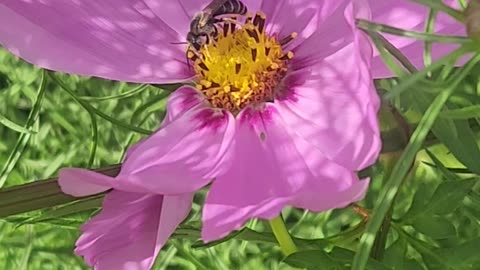 Purple Wildflower Polination by a small Bee