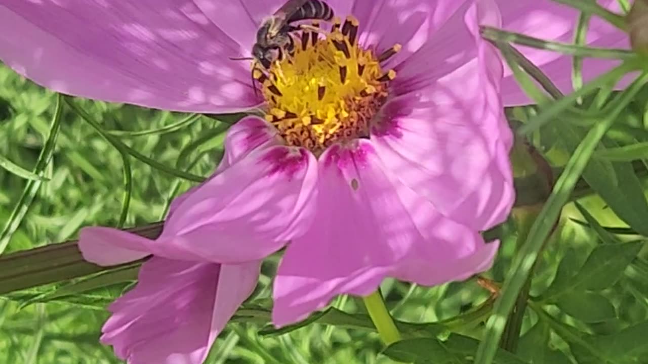 Purple Wildflower Polination by a small Bee
