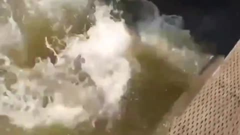 A seal pulls a girl into the water