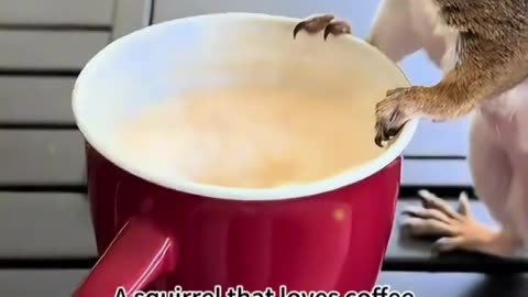 A squirrel was found in the water