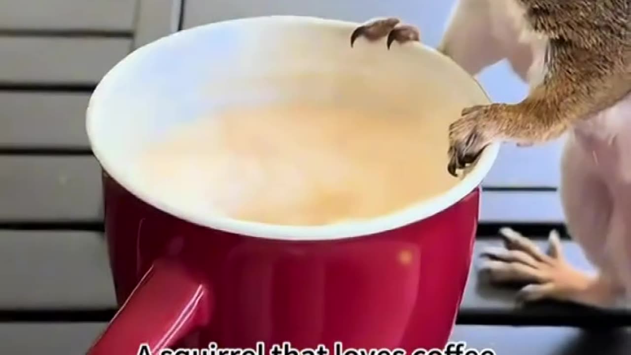 A squirrel was found in the water