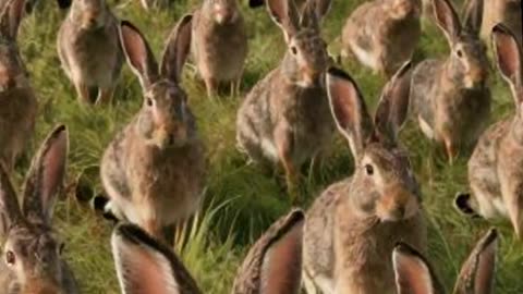 When Napoleon was chased by bunnies