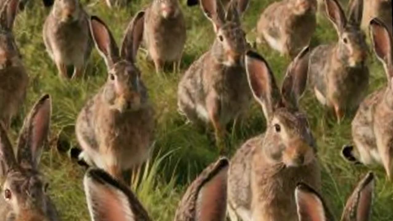 When Napoleon was chased by bunnies