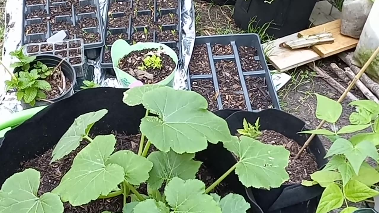 Yellow squash plants grown in 2023