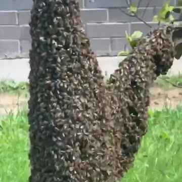 Beehive takes over a tree