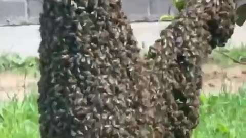 Beehive takes over a tree