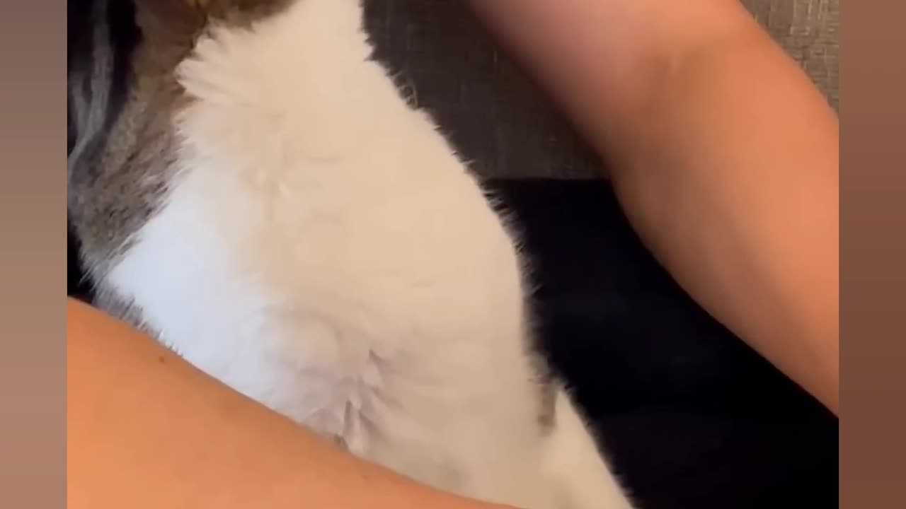 Funny animal ep2
