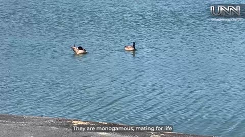 From near extinction to thriving: Discover the Canada Geese recovery story in Marin County, CA! 🦢