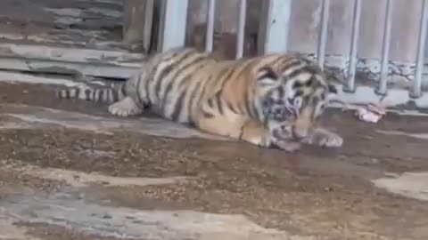 Cub’s great escape instantly canceled by Mum...Awe