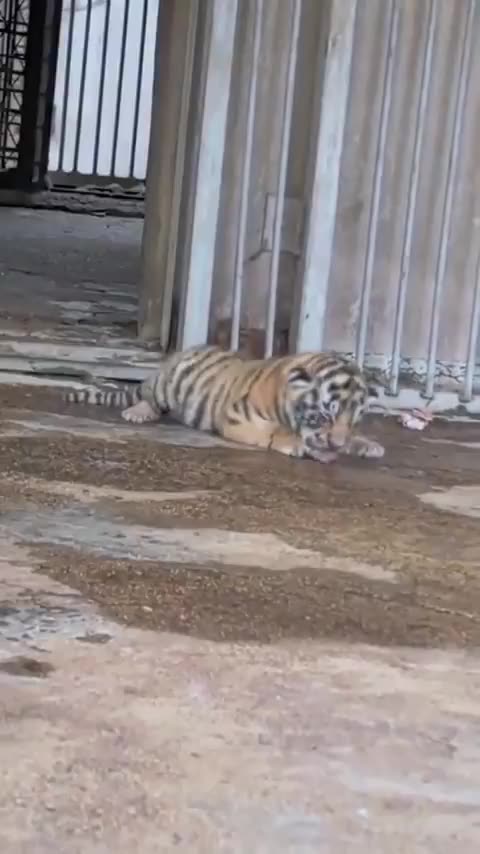 Cub’s great escape instantly canceled by Mum...Awe