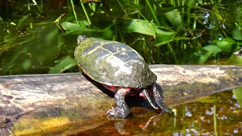 Painted Turtle