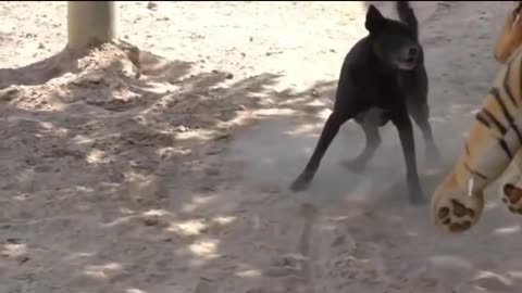 Cute Dog's Comedy Videos 🤣 so cute videos 😍 funny videos 🤣