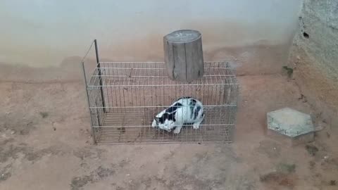 WE CAPTURED ANOTHER CAT