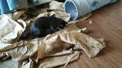 20250723 115651 Tux Crunchy Paper Crazy-off