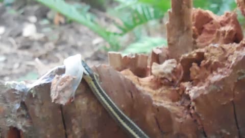 More of the snake, more of the slug, more of Nikon coolpix s6800!