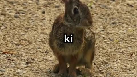 The Clever Rabbit & The Lion 🦁 | Smart Kids Story | Learn Toons #shorts #kids