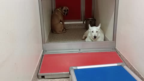 Bear 9y A551515 Karma 3y A880255 kennel 134 PACC shelter got some lovely smiles from Bear2025924316