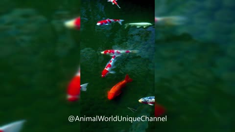 Beauty of Nature | Koi Fish
