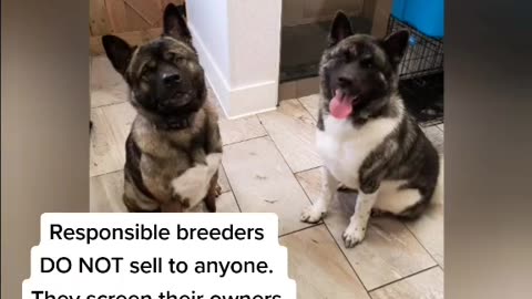 puppadogs