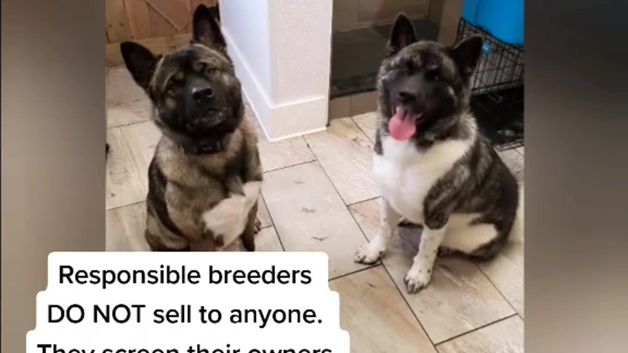 puppadogs