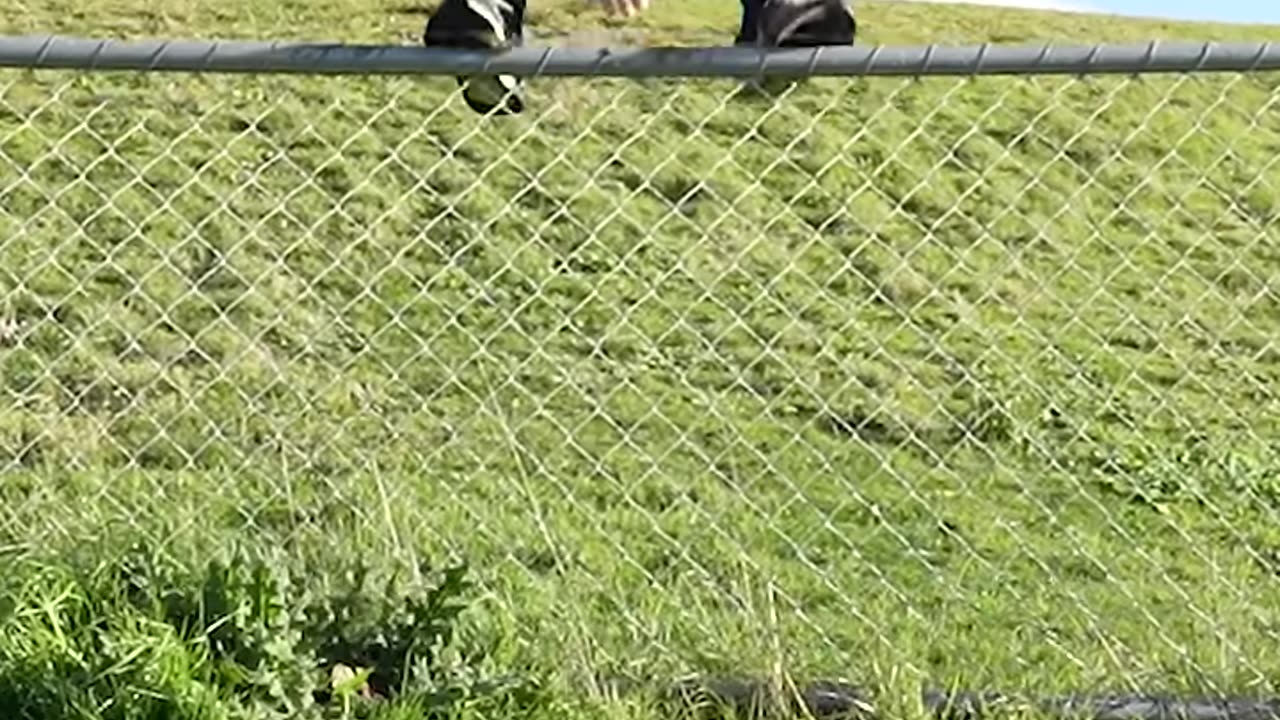 How Animals Get Over a Fence (With Emojis) 😂