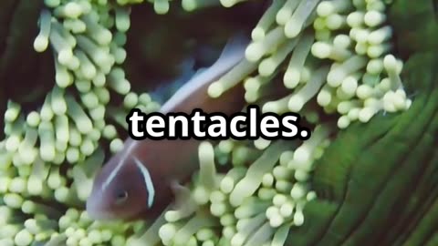 🐠🌊 Clownfish & Sea Anemones The Ocean’s Odd Couple 🪸🤝