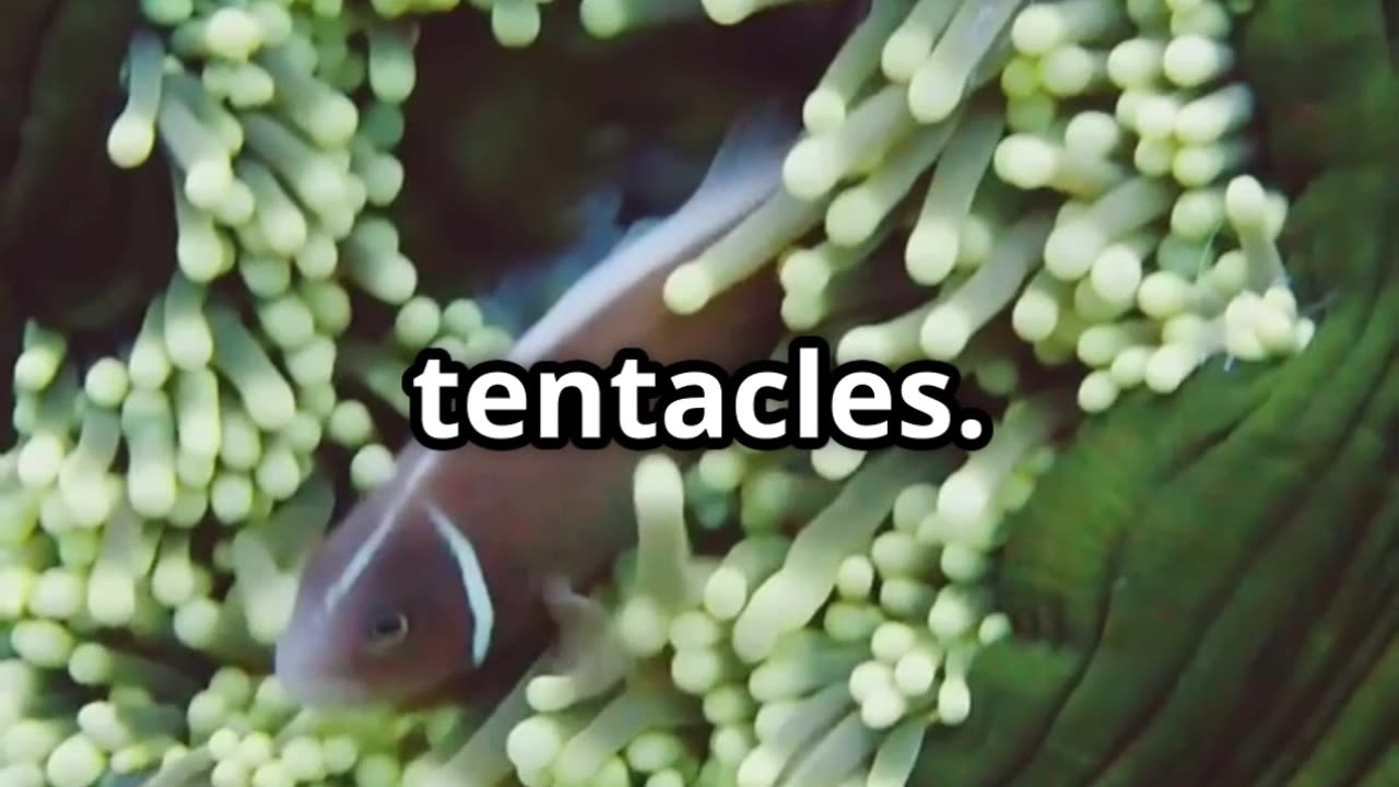 🐠🌊 Clownfish & Sea Anemones The Ocean’s Odd Couple 🪸🤝