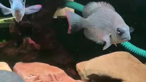 Aquarium fish