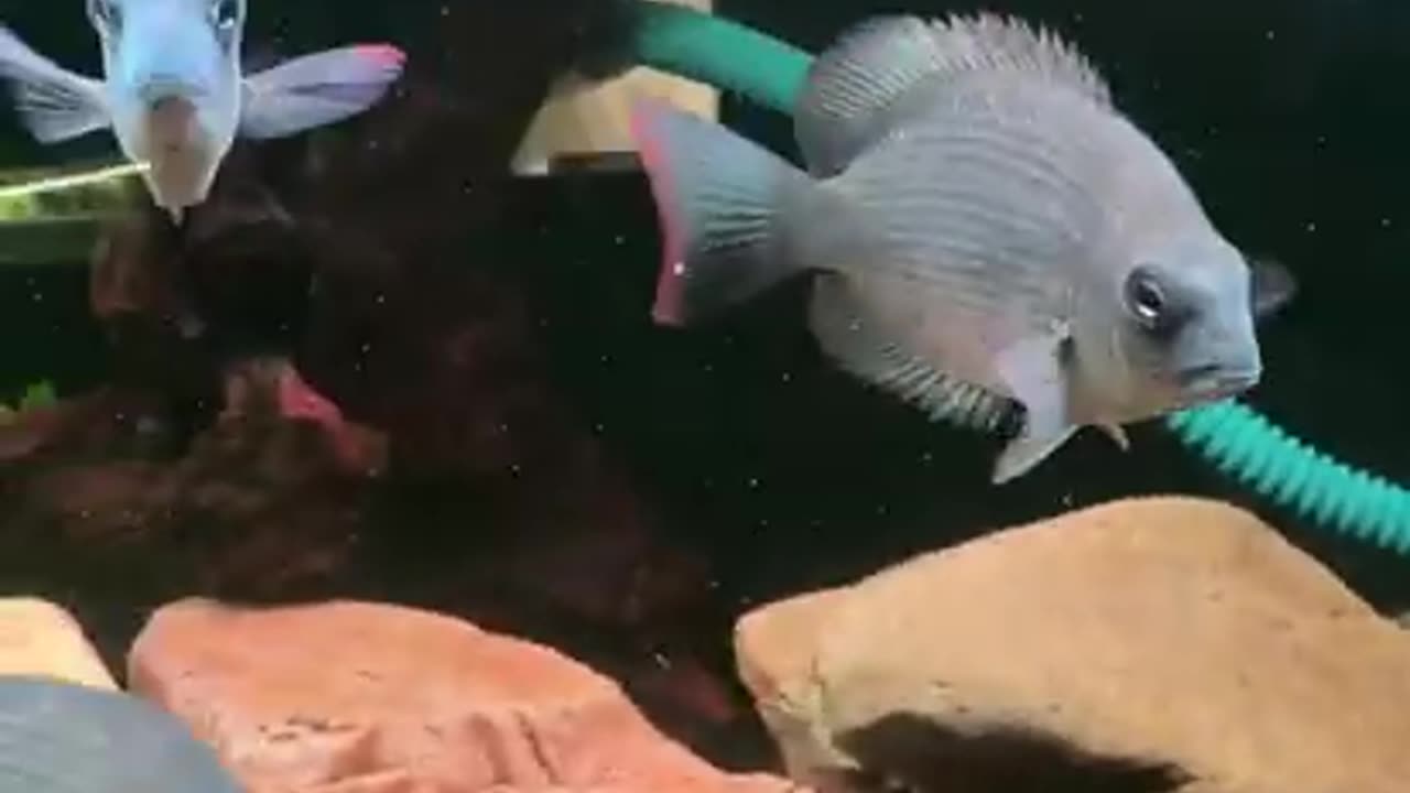 Aquarium fish