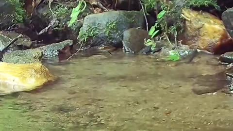 nature