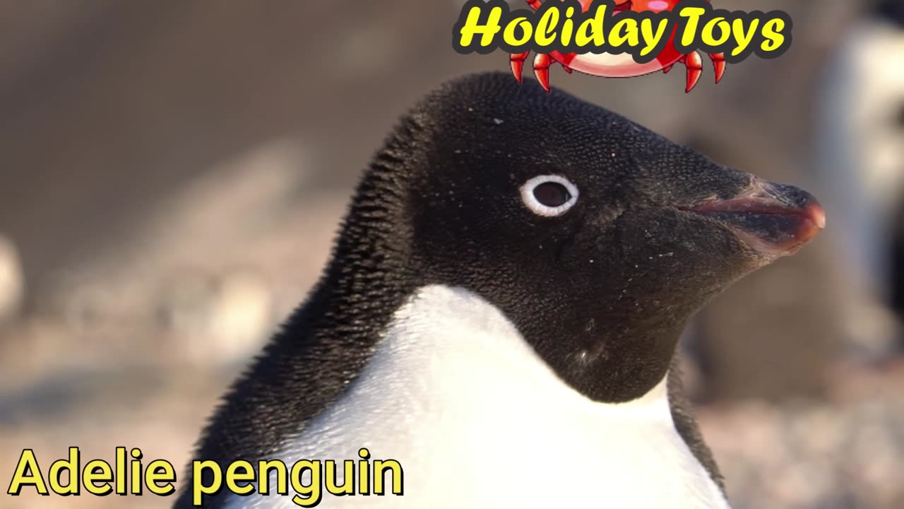 Robin Swimming During the Day with Other Birds in Bucket